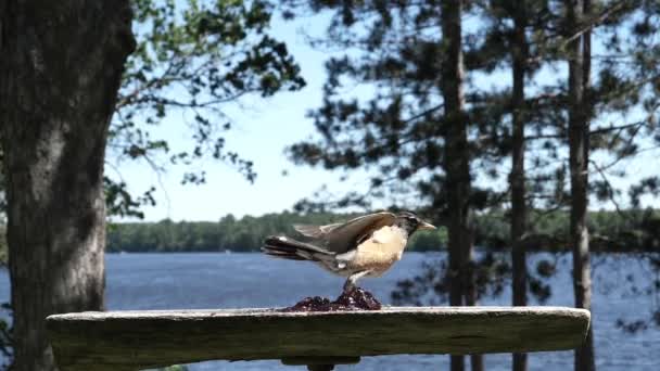 Robin Roodborst Worstelt Landen Evenwicht Een Been Een Zeer Winderige — Stockvideo