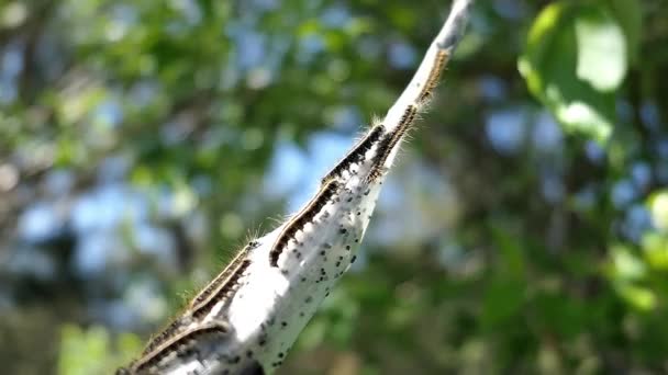 Close Shot Nest Caterpillars — Stock Video
