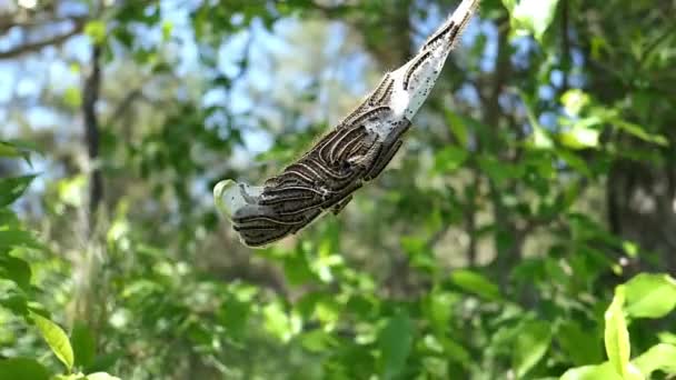 Slow Motion Shot Nest Caterpillars Swaying Wind — Stock Video