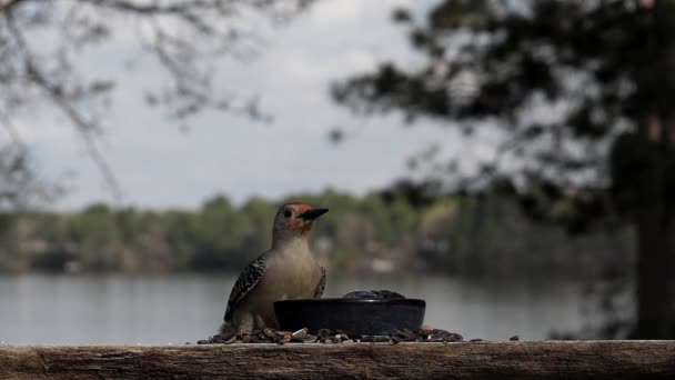 Pájaro Carpintero Barriga Roja Comiendo Gelatina Junto Lago — Vídeos de Stock