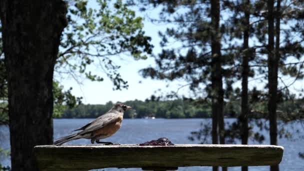 Vogel Mit Nur Einem Bein Kämpft Sich Den Wind — Stockvideo