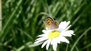 Küçük sevimli bir kelebeğin, papatyayı nektar ararken yakın plan çekimi..