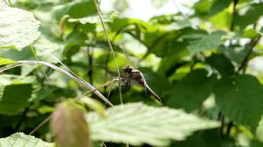Küçük bir yusufçuk bir daldan havalanır..