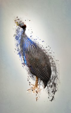 Kuş, hayvan soyut kavram