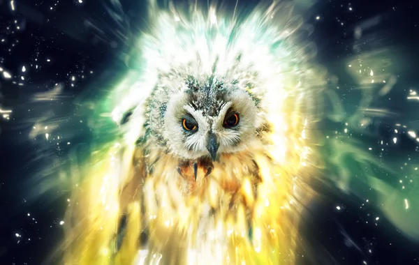 Owl, abstract animal concept — Stock Photo, Image