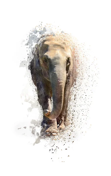 一只大象，抽象动物概念上白色孤立的肖像 — 图库照片