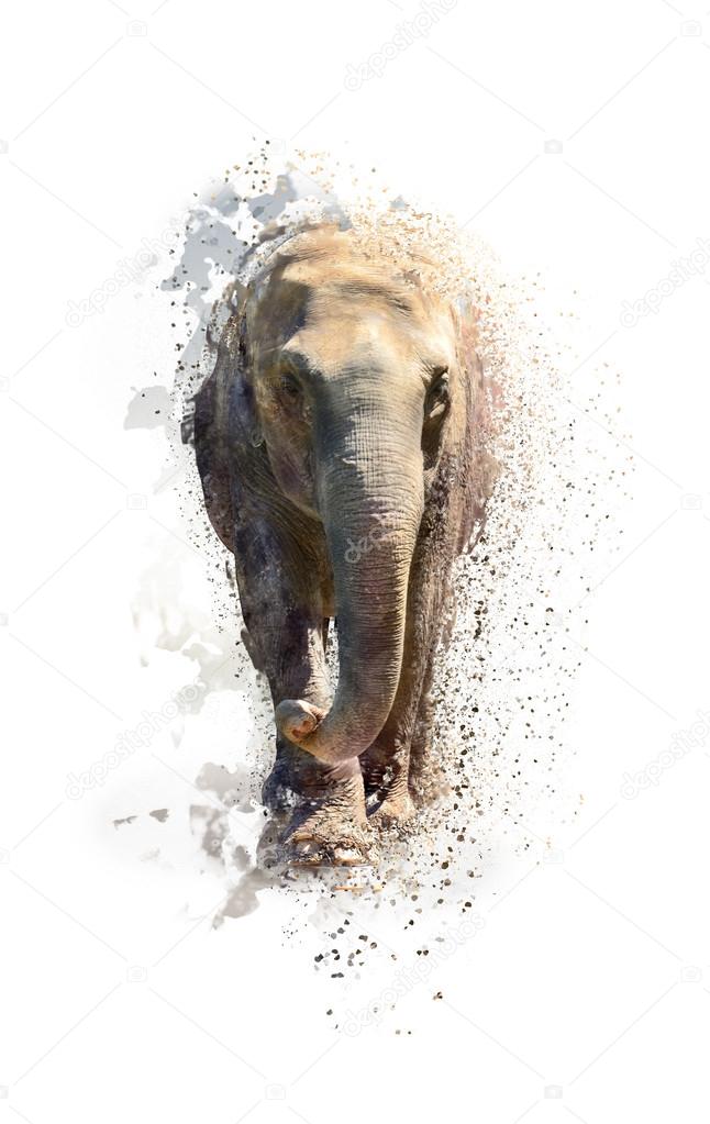 Portrait of an elephant, abstract animal concept isolated on white