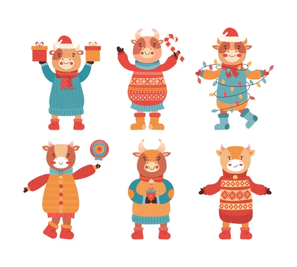 Σύνολο Καρτούν Αστεία Ταύρων Μωρό Χειμωνιάτικα Ρούχα Δώρο Και Γλυκά — Διανυσματικό Αρχείο
