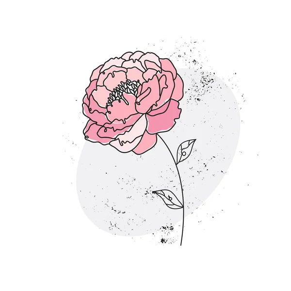 Fleur Pivoine Une Ligne Continue Esquisse Florale Minimale Abstraite Illustrations — Image vectorielle