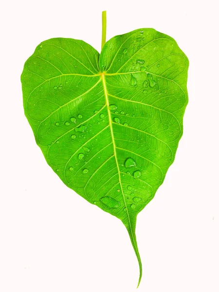 Sacred Fig Leaf Ficus Religiosa Pipal Tree Bohhi Tree Tree — Stock Photo, Image