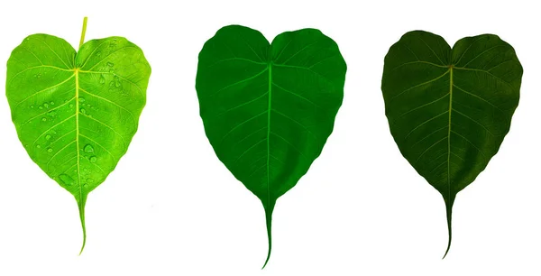 Três Folhas Verdes Isoladas Fundo Branco Folha Pho Folha Folha — Fotografia de Stock