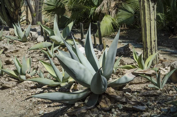 Paisaje de agave. Oaxaca, Oaxaca, México —  Fotos de Stock