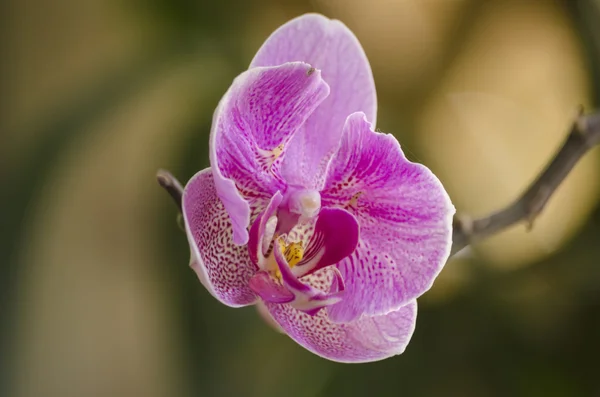 Blommande orkidé närbild — Stockfoto