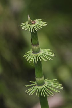 Papirüs bitki detay