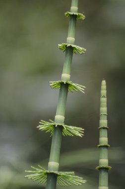 Papirüs bitki detay