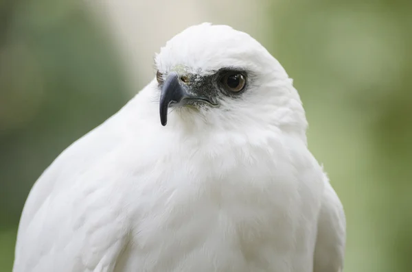 Beautiful white falcon — Stock Photo, Image