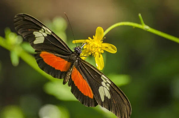 Zbliżenie na pomarańczowy motyl — Zdjęcie stockowe