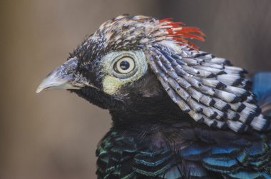 Güzel Bayan amherst'ın sülün portre.