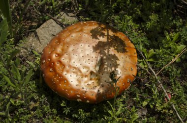 Turuncu noktalı mantar 