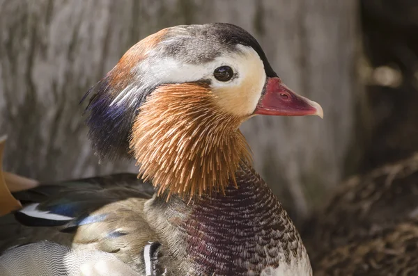 Male mandarin duck portrait