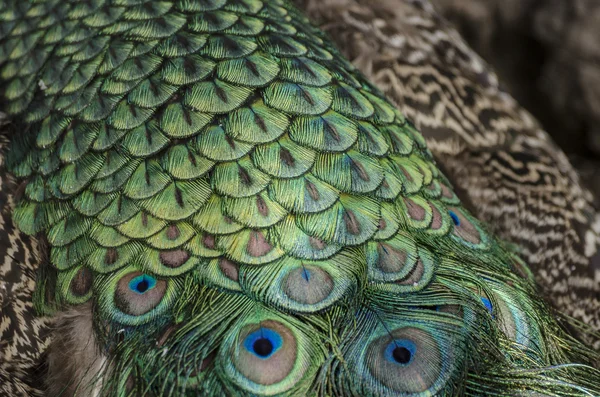 Peacock feathers background — Stock Photo, Image