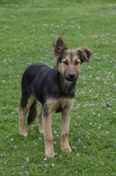 Black and brown dog — Stock Photo, Image