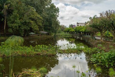 Meksika 'nın Xalapa kentindeki Los Lagos parkının sakin bir manzarası, bereketli ağaçlar ve su bitkileriyle çevrili sakin bir göl.