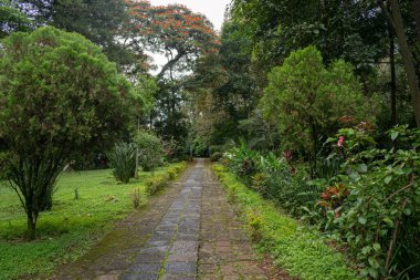 Las Animas, Xalapa, Veracruz, Meksika 'da canlı, yeşil bir bahçe boyunca uzanan sakin bir taş patika..