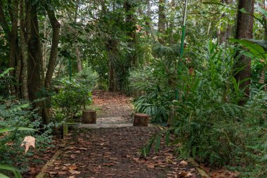 Xalapa, Veracruz, Meksika 'daki sık ağaçların arasından kırmızı çiçekler ve kuru yapraklarla dağılmış sakin bir toprak yol esiyor..