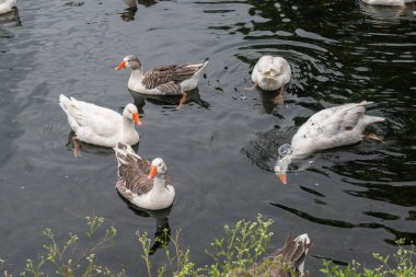 Xalapa, Veracruz, Meksika 'daki Lagos de las Animas' ın sakin sularında yüzen ve yiyecek arayan evcil kazların sakin bir yakın çekimi..
