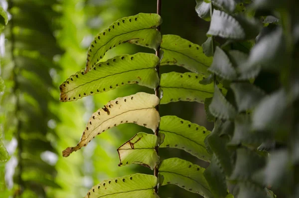 Fern liść makro — Zdjęcie stockowe