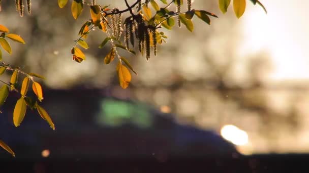 Ollen y hojas de árbol en el viento al atardecer y el tráfico en el fondo — Vídeos de Stock