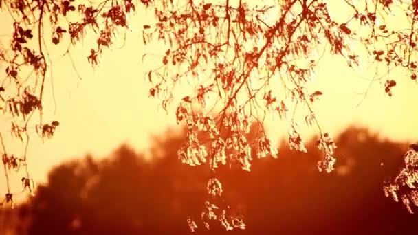 Pólen e folhas de árvore no vento ao pôr do sol — Vídeo de Stock