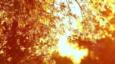 polen ve ağaç yaprakları rüzgarda günbatımı HD