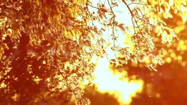 Пыльца и листья деревьев на ветру в закате HD — стоковое видео