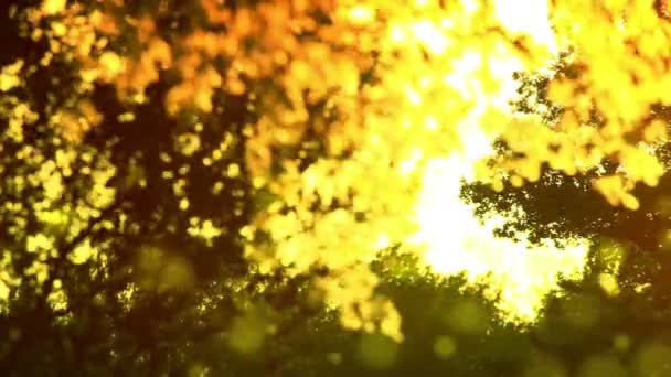 Pollen et feuilles d'arbre au vent au coucher du soleil HD 