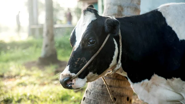 Retrato Una Vaca Campo — Foto de Stock