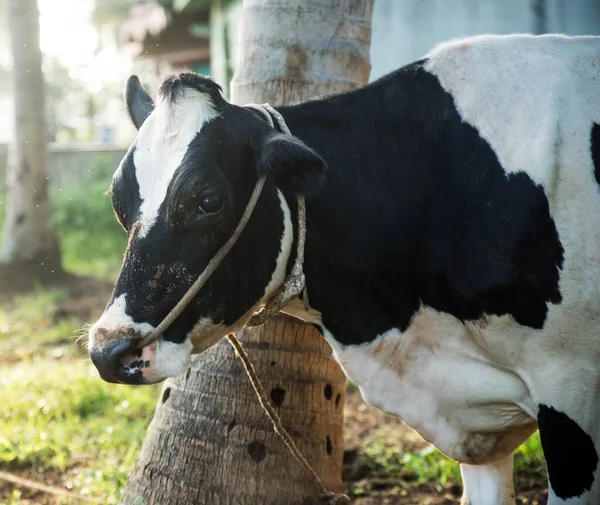 Retrato Una Vaca Campo — Foto de Stock