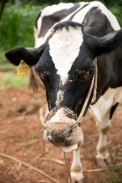 Portrait Une Vache Champ — Photo