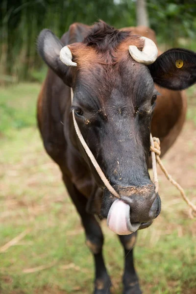 Portrait Une Vache Champ — Photo