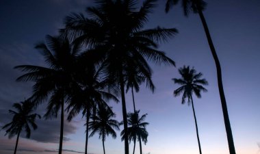  Hindistan 'da hindistan cevizi ağacı çiftliği