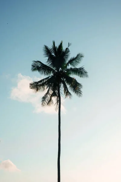 印度的椰子树农场 — 图库照片
