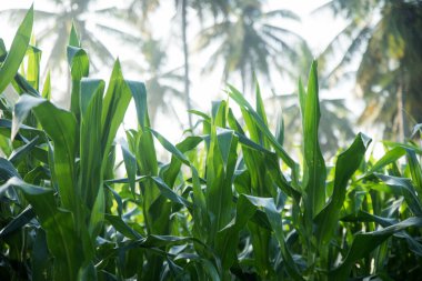 Yazın Yeşil Mısır Tarlası Çiftliği
