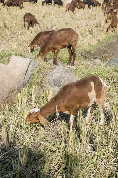 Moutons Dans Rizière — Photo