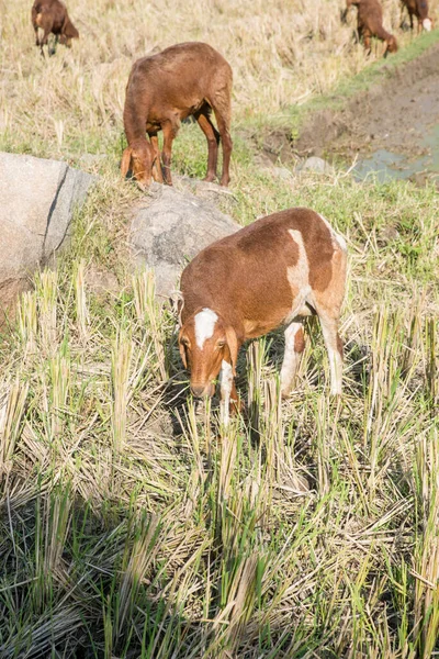 Schafe Auf Dem Reisfeld — Stockfoto