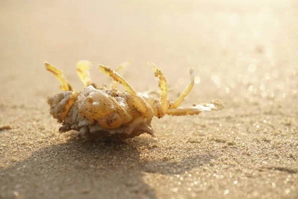 Crab Beach Sand — Stock Photo, Image