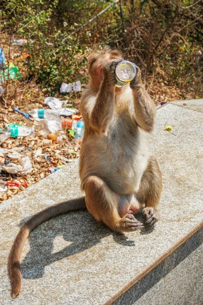 Mono Bebiendo Bebidas Frías Botella Plástico — Foto de Stock