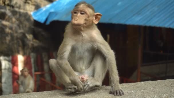 Indian Macaque Sitting Rock — Stock Video