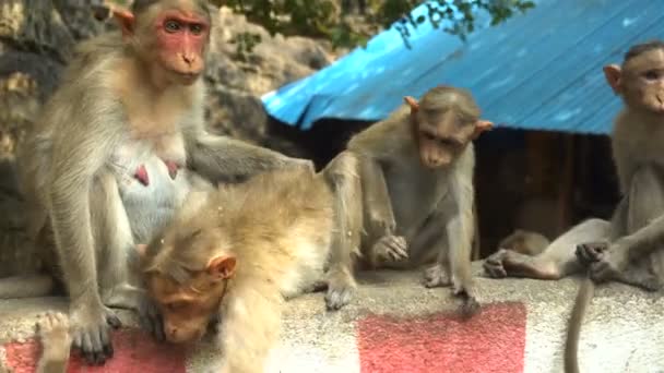 坐在岩石上的印度猕猴 — 图库视频影像