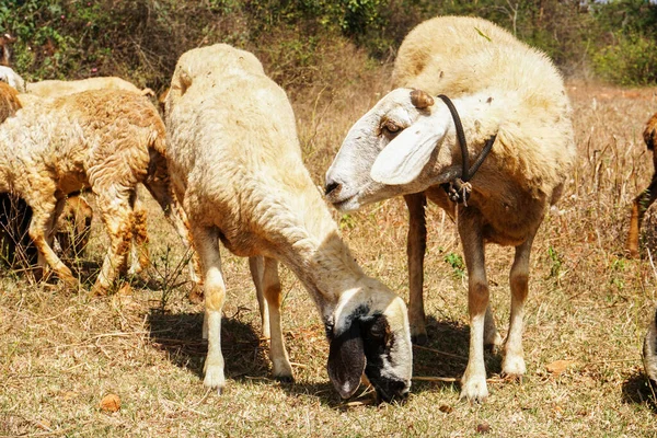 Schafherde Und Lämmer Mit Dem Hirten — Stockfoto